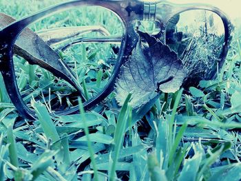 Close-up of grass in field