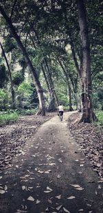 Rear view of person walking on road amidst trees in forest