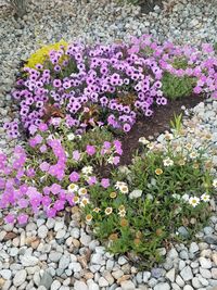 High angle view of pink flowering plants