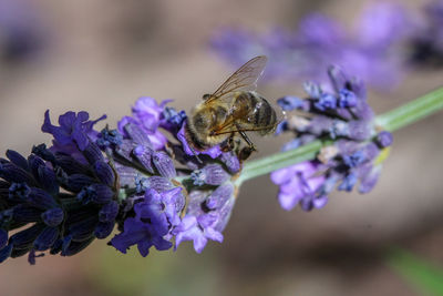 Close-up of flying bee near lavender blossom