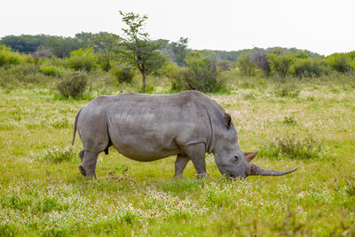 Side view of horse on field