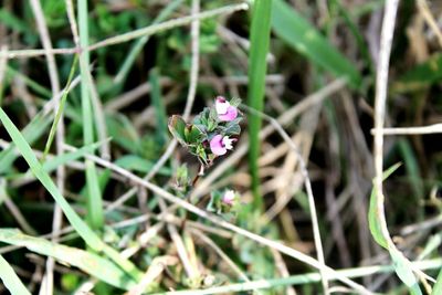 Close-up of purple flowers