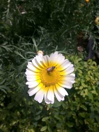 Close-up of yellow flower blooming outdoors