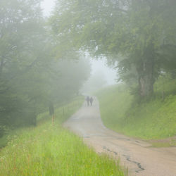 Road amidst trees and plants