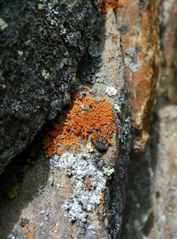 Close-up of tree trunk