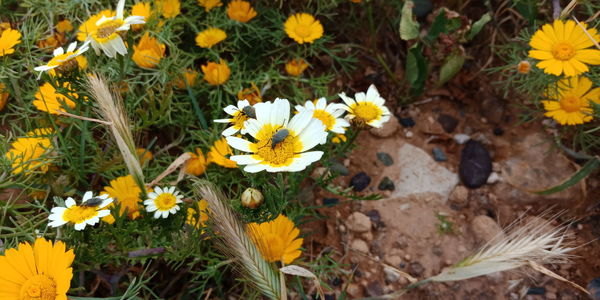 High angle view of yellow crocus flowers on field