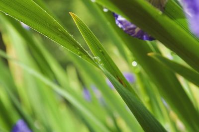 Close-up of wet plant