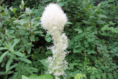 Close-up of white flowers