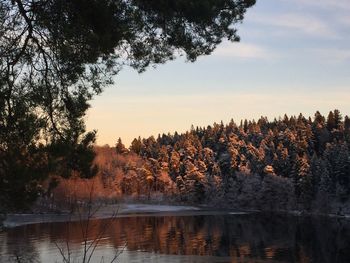 Scenic view of lake in forest against sky at sunset