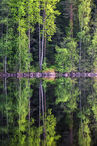 Scenic view of forest