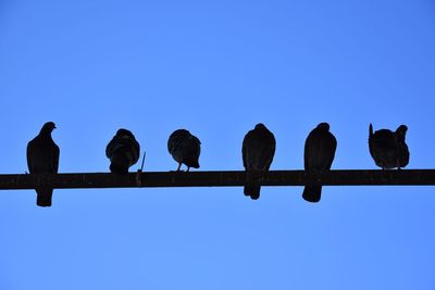 Low angle view of birds perching against clear blue sky
