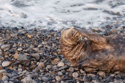 An old sea lion relaxing in a beach in north wales