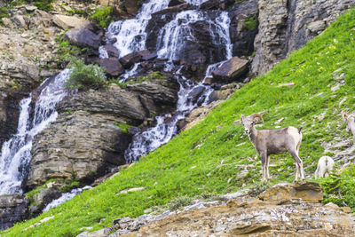 View of sheep on rock