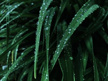 Close-up of wet plants during rainy season