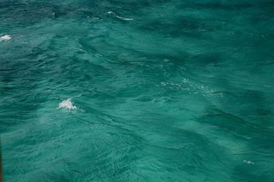 High angle view of swimming in sea