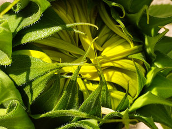 A sunflower on the cusp of blooming