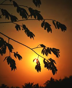 Low angle view of silhouette tree against orange sky