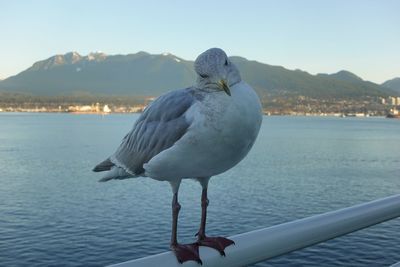 Seagull perching on a sea