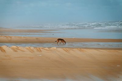 Lonely dingo on deserted beach