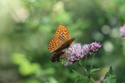 Close-up of butterfly pollinating on purple flower