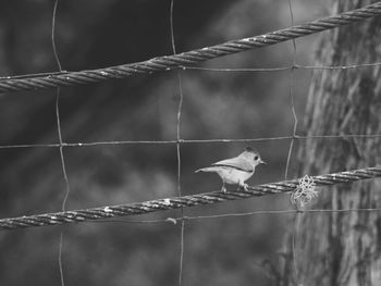 Close-up of bird perching on metal