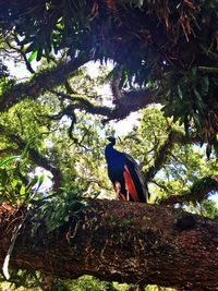 Low angle view of bird perching on tree