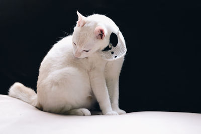 Close-up of a cat looking away