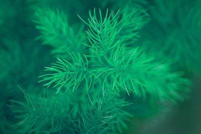 Close-up of pine tree