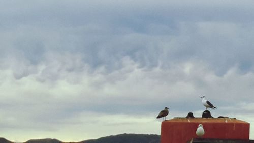 Low angle view of bird perching on bare tree against clear sky