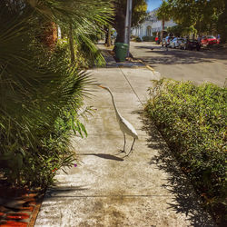 Plants and trees in sunlight