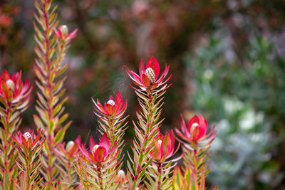 Close-up of pink flowering plants