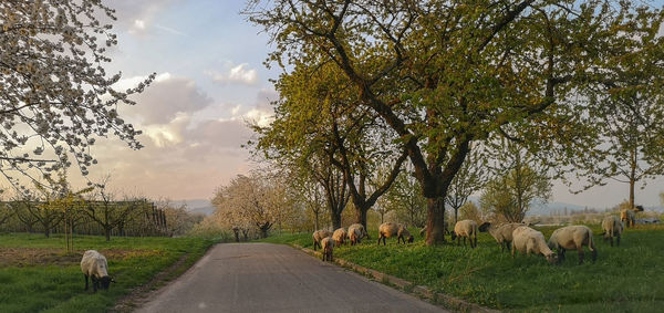 Sheeps on road amidst trees against sky