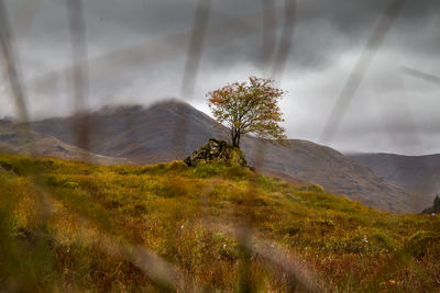 Close-up of tree against mountain