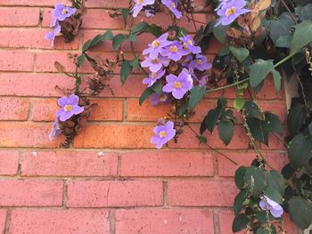 Pink flowering plants against wall