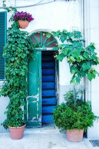 Potted plants in backyard
