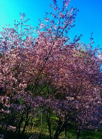 Low angle view of pink flowers blooming on tree