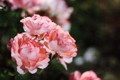 Close-up of pink flowers in bloom