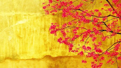 Pink flowering shrub against yellow wall