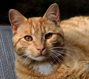 Tabby cat posing for camera