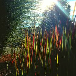 Plants growing in water