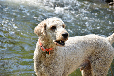 Portrait of dog in lake