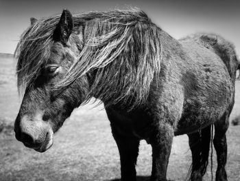 Horse standing on field