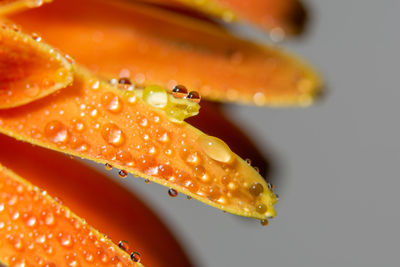 Close-up of water drops on flower