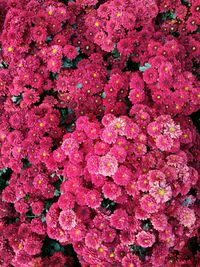 Full frame shot of pink flowers