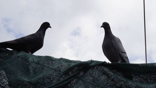 Low angle view of birds perching on a bird