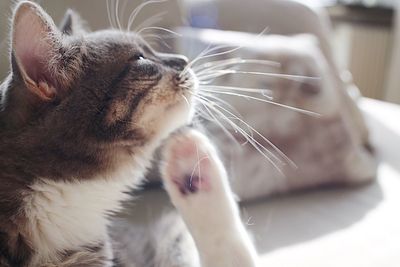 Close-up of cat looking up at home