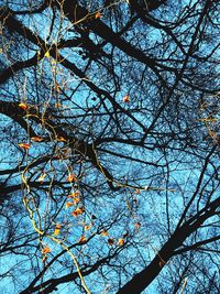 Low angle view of flower tree