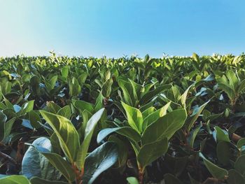 Plants growing on field against sky