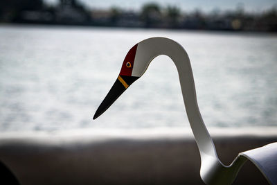 Close-up of a swan in the sea