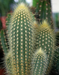 Close-up of cactus